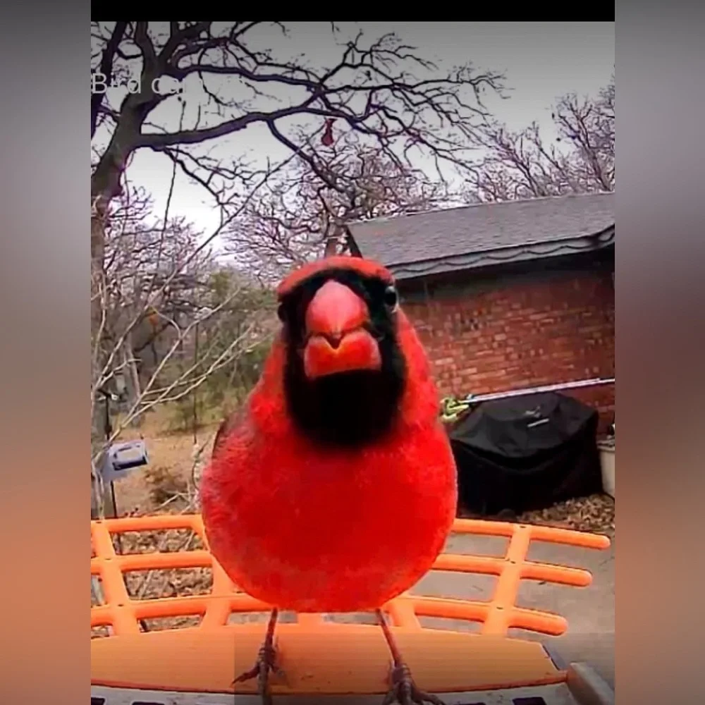 Birdkiss Smart Bird Feeder - NIB